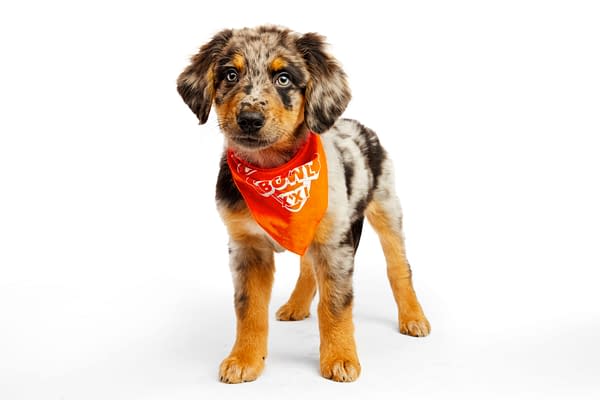 Puppy Bowl XXI Viewing Guide: Team Ruff/Team Fluff Rosters &#038; More!