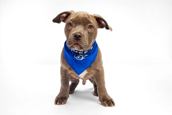 Puppy Bowl