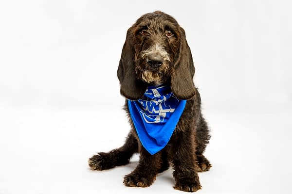 Puppy Bowl
