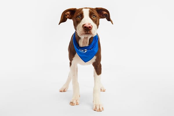 Puppy Bowl