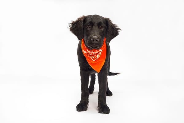 Puppy Bowl XXI Viewing Guide: Team Ruff/Team Fluff Rosters &#038; More!