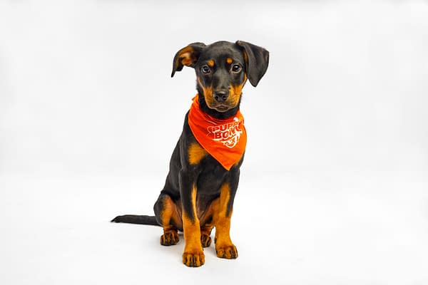 Puppy Bowl XXI Viewing Guide: Team Ruff/Team Fluff Rosters &#038; More!