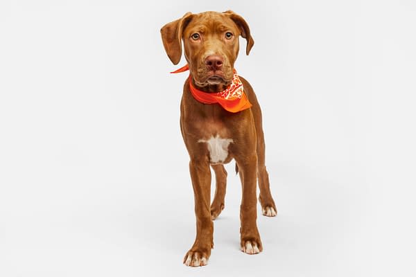 Puppy Bowl XXI Viewing Guide: Team Ruff/Team Fluff Rosters &#038; More!