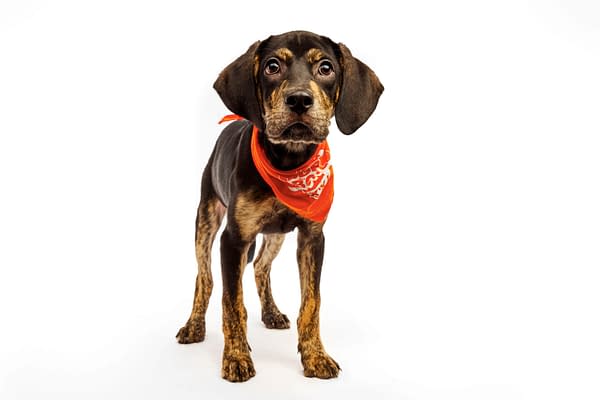 Puppy Bowl XXI Viewing Guide: Team Ruff/Team Fluff Rosters &#038; More!