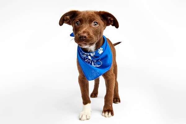 Puppy Bowl