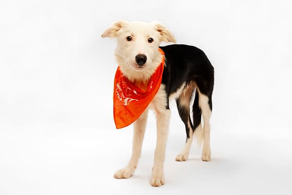 Puppy Bowl XXI Viewing Guide: Team Ruff/Team Fluff Rosters &#038; More!