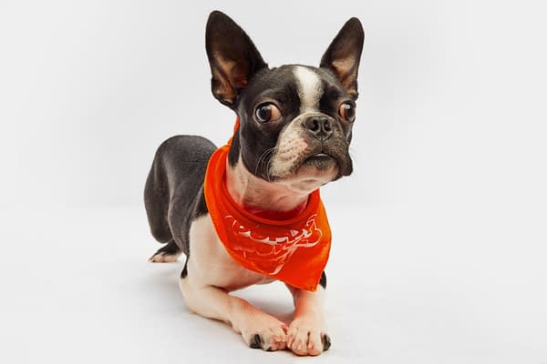 Puppy Bowl XXI Viewing Guide: Team Ruff/Team Fluff Rosters &#038; More!