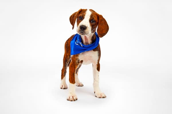 Puppy Bowl