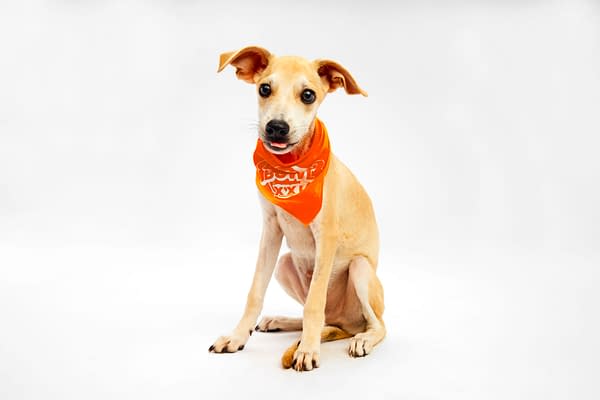 Puppy Bowl XXI Viewing Guide: Team Ruff/Team Fluff Rosters &#038; More!