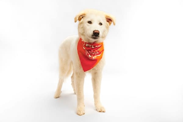 Puppy Bowl XXI Viewing Guide: Team Ruff/Team Fluff Rosters &#038; More!