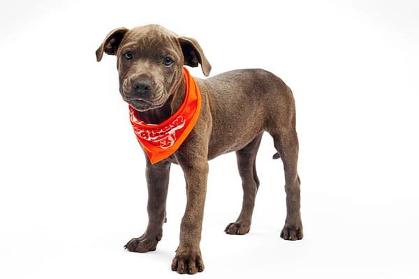Puppy Bowl XXI Viewing Guide: Team Ruff/Team Fluff Rosters &#038; More!