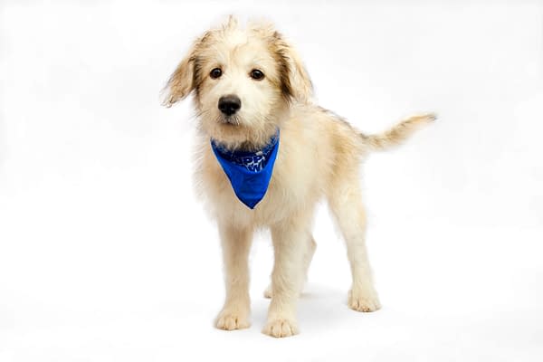 Puppy Bowl