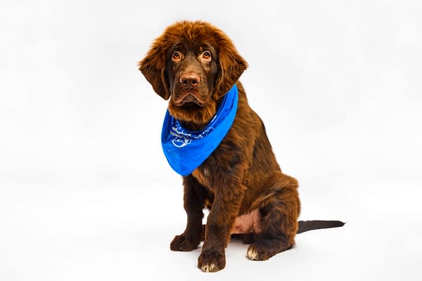 Puppy Bowl