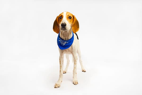 Puppy Bowl