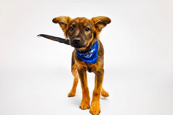 Puppy Bowl