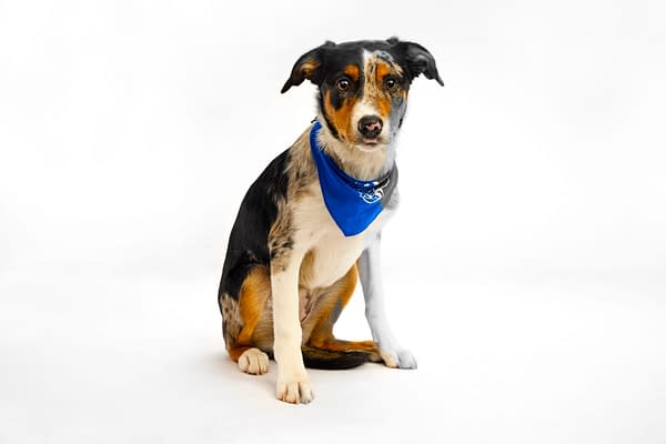 Puppy Bowl