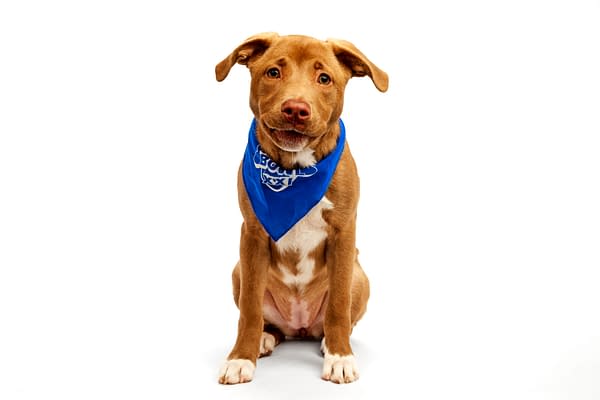 Puppy Bowl
