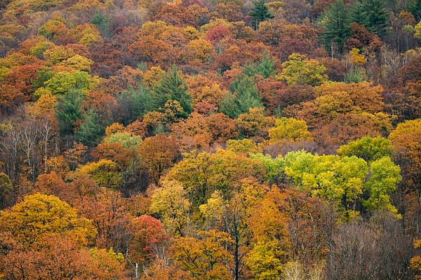 The Americas: NBC's Tom Hanks-Narrated Nature Series Debuts Tonight