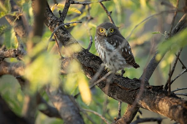 The Americas: NBC's Tom Hanks-Narrated Nature Series Debuts Tonight