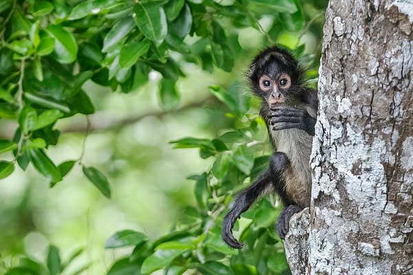 The Americas: NBC's Tom Hanks-Narrated Nature Series Debuts Tonight