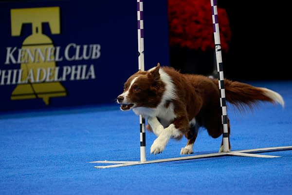 2025 National Dog Show Viewing Guide: Everything You Need to Know!