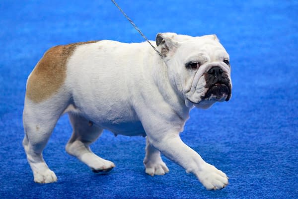 National Dog Show
