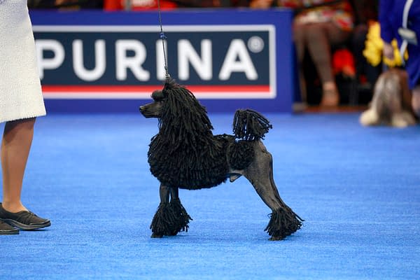 National Dog Show