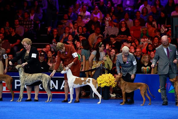 2025 National Dog Show Viewing Guide: Everything You Need to Know!