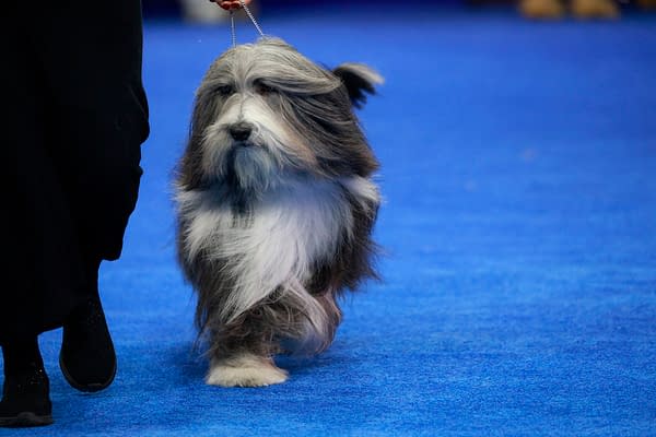 National Dog Show