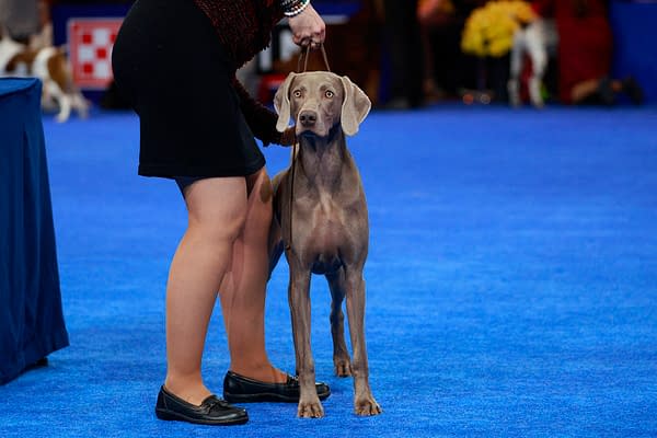 2025 National Dog Show Viewing Guide: Everything You Need to Know!