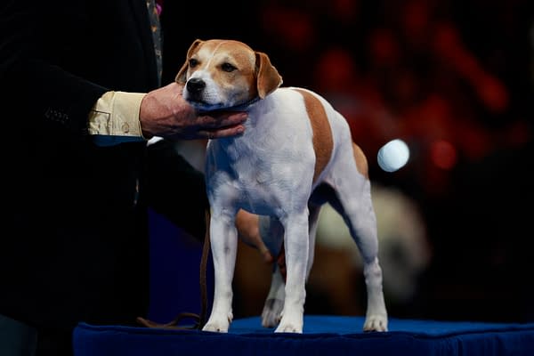 National Dog Show