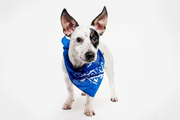 Puppy Bowl XXII Pregame Preview: Meet Team Fluff & Team Ruff!