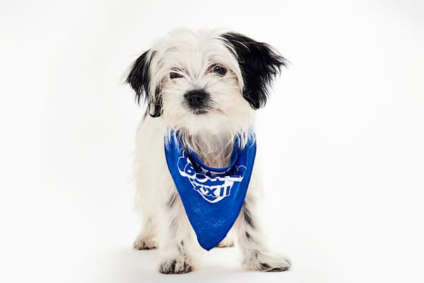 Puppy Bowl XXII Pregame Preview: Meet Team Fluff & Team Ruff!