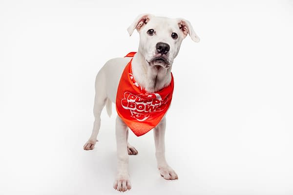 Puppy Bowl XXII Pregame Preview: Meet Team Fluff & Team Ruff!