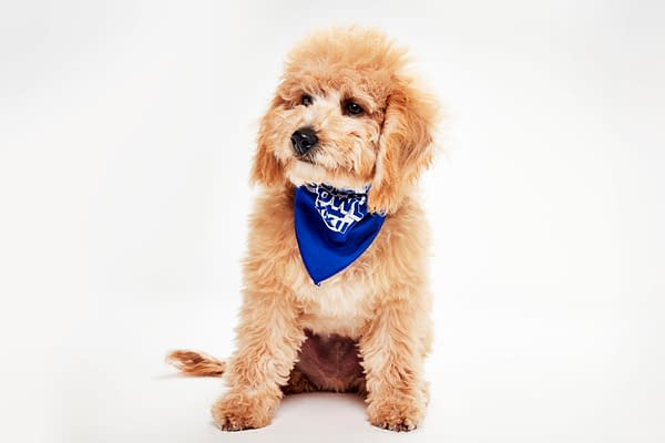 Puppy Bowl XXII Pregame Preview: Meet Team Fluff & Team Ruff!