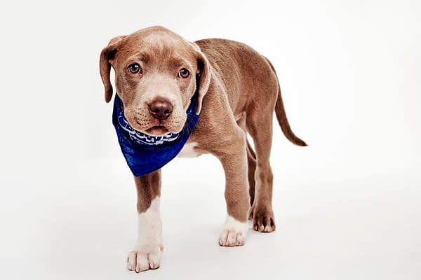 Puppy Bowl XXII Pregame Preview: Meet Team Fluff & Team Ruff!