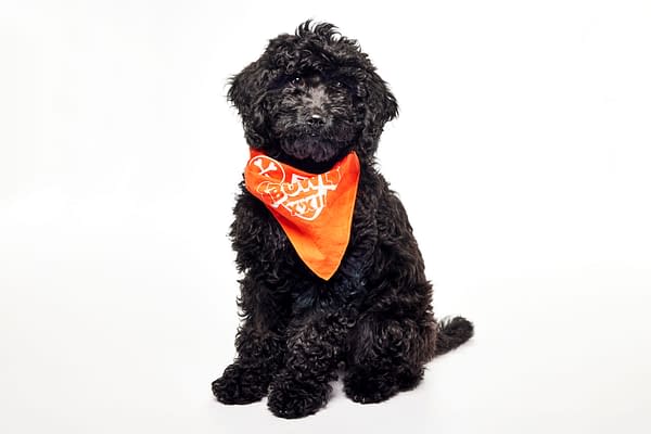 Puppy Bowl XXII Pregame Preview: Meet Team Fluff & Team Ruff!