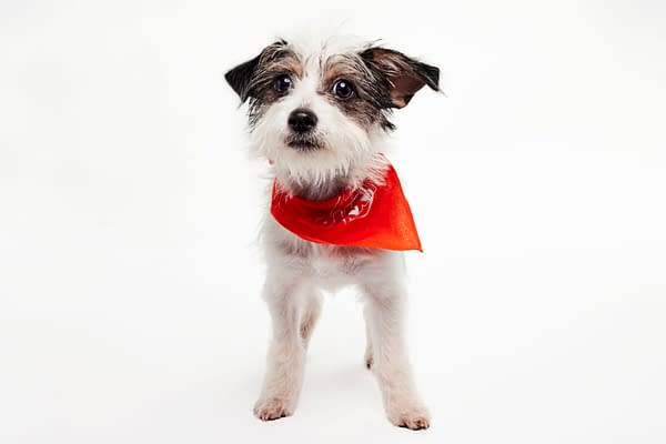 Puppy Bowl XXII Pregame Preview: Meet Team Fluff & Team Ruff!