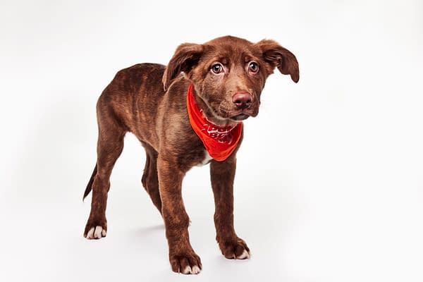 Puppy Bowl XXII Pregame Preview: Meet Team Fluff & Team Ruff!