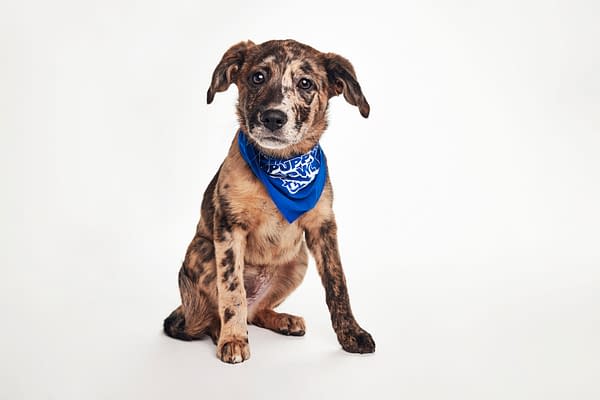 Puppy Bowl XXII Pregame Preview: Meet Team Fluff & Team Ruff!