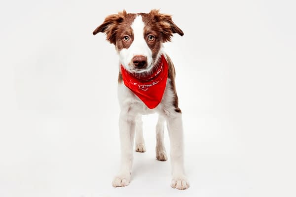 Puppy Bowl XXII Pregame Preview: Meet Team Fluff & Team Ruff!