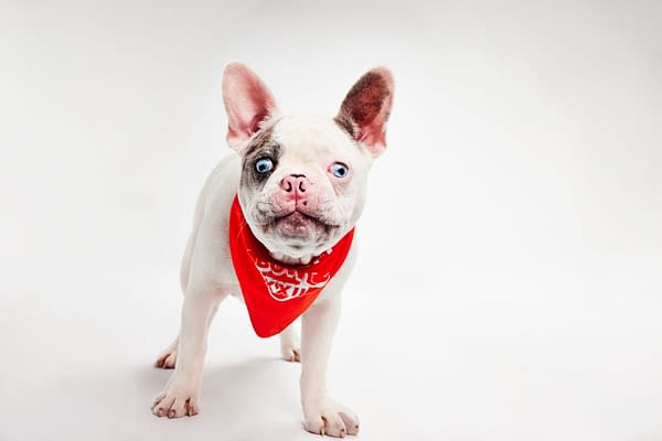 Puppy Bowl XXII Pregame Preview: Meet Team Fluff & Team Ruff!