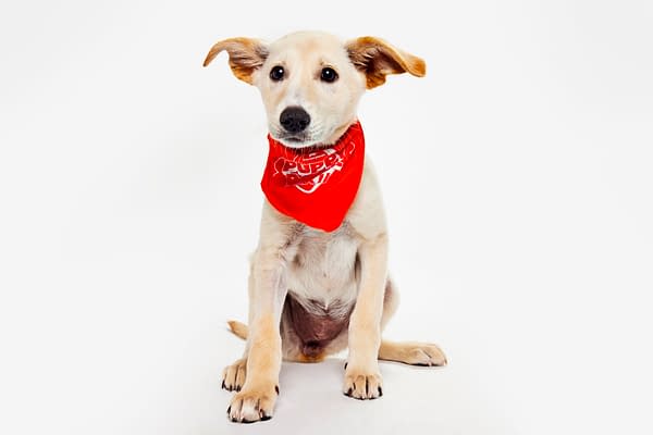 Puppy Bowl XXII Pregame Preview: Meet Team Fluff & Team Ruff!