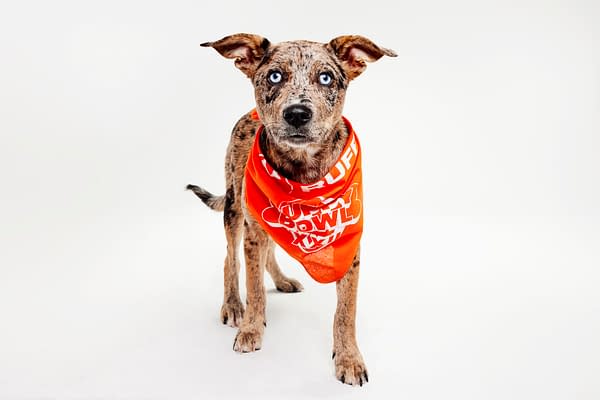 Puppy Bowl XXII Pregame Preview: Meet Team Fluff & Team Ruff!