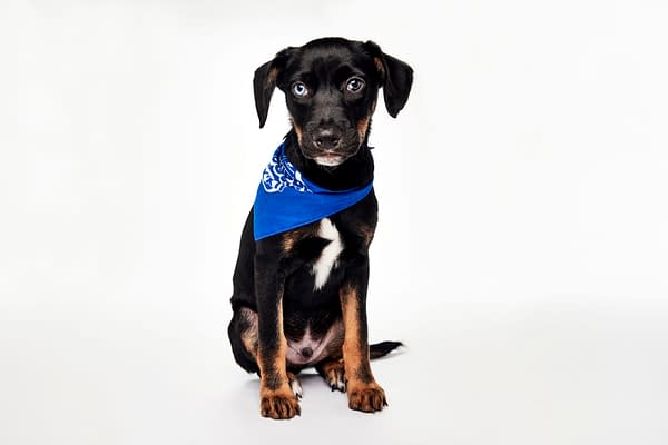 Puppy Bowl XXII Pregame Preview: Meet Team Fluff & Team Ruff!