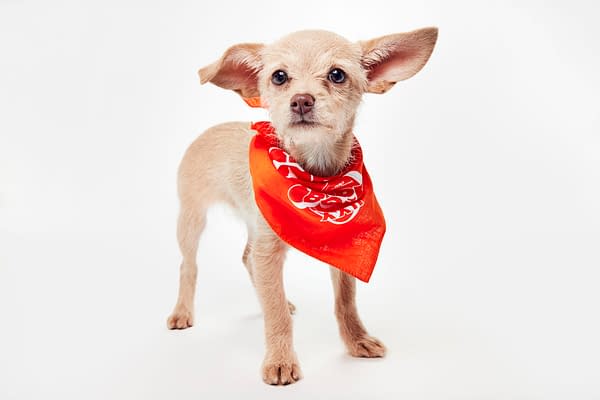 Puppy Bowl XXII Pregame Preview: Meet Team Fluff & Team Ruff!