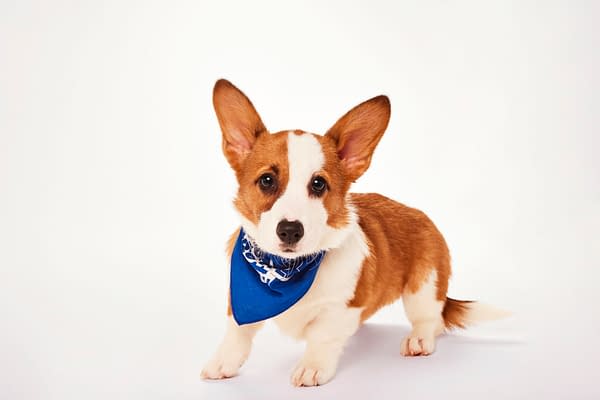 Puppy Bowl XXII Pregame Preview: Meet Team Fluff & Team Ruff!