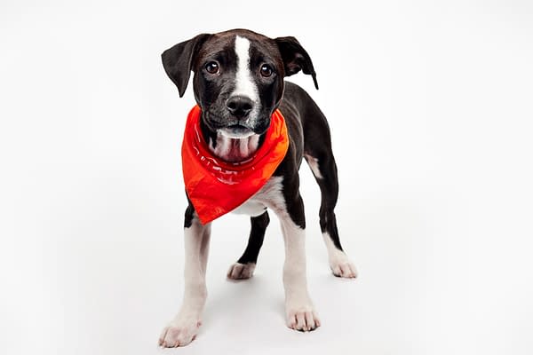 Puppy Bowl XXII Pregame Preview: Meet Team Fluff & Team Ruff!