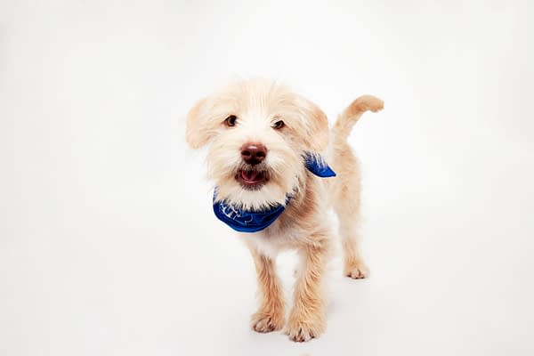 Puppy Bowl XXII Pregame Preview: Meet Team Fluff & Team Ruff!