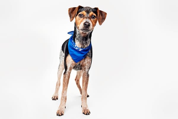 Puppy Bowl XXII Pregame Preview: Meet Team Fluff & Team Ruff!